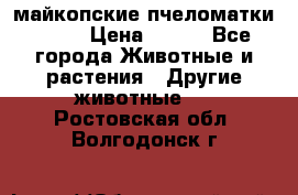  майкопские пчеломатки F-1  › Цена ­ 800 - Все города Животные и растения » Другие животные   . Ростовская обл.,Волгодонск г.